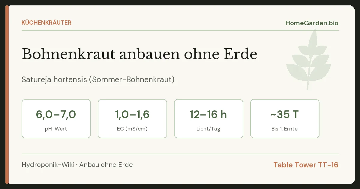 Bohnenkraut anbauen ohne Erde