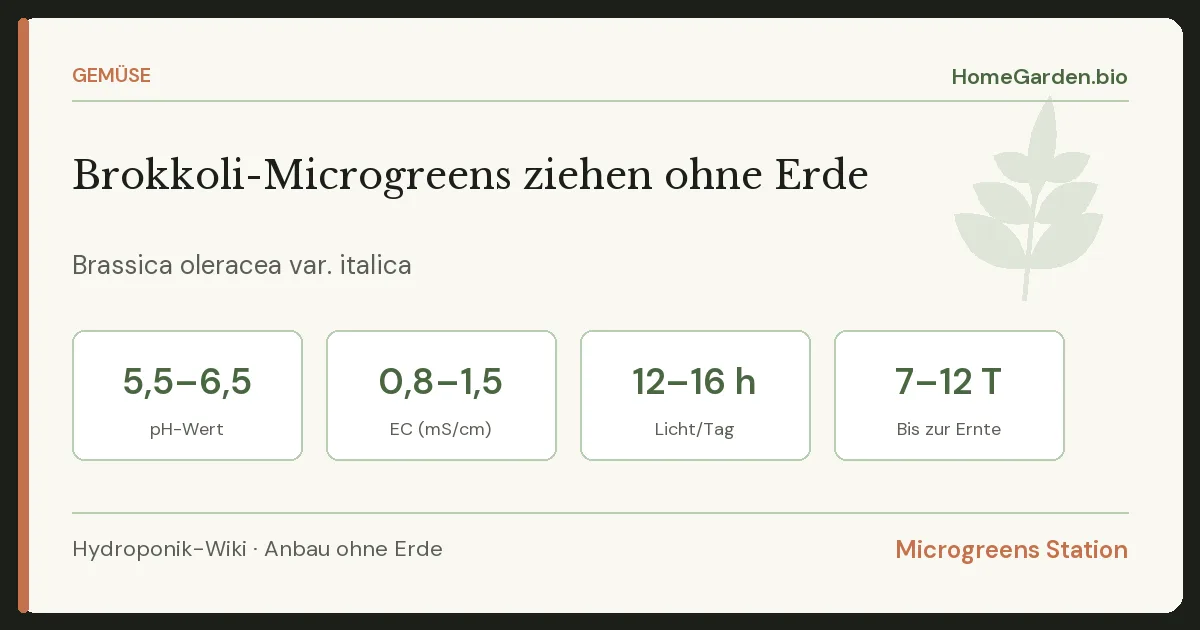 Brokkoli-Microgreens ziehen ohne Erde