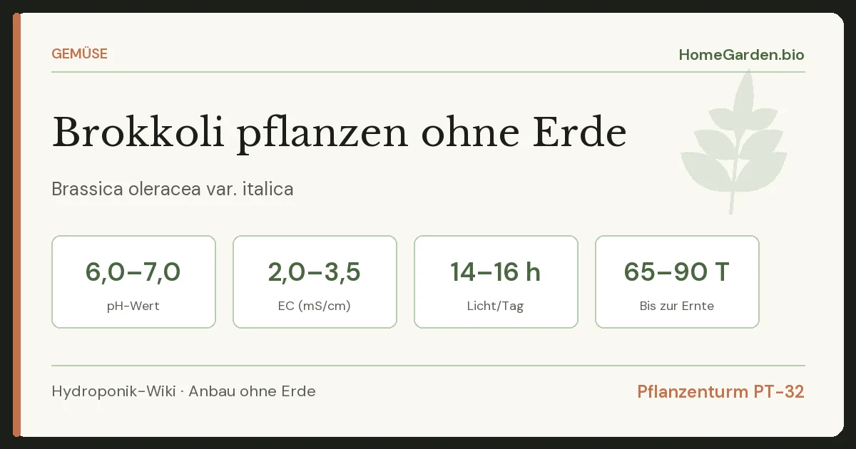 Brokkoli pflanzen ohne Erde