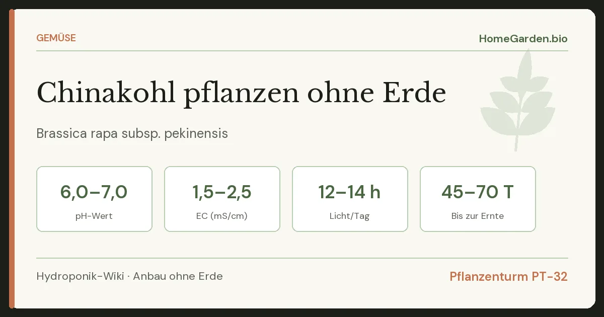Chinakohl pflanzen ohne Erde