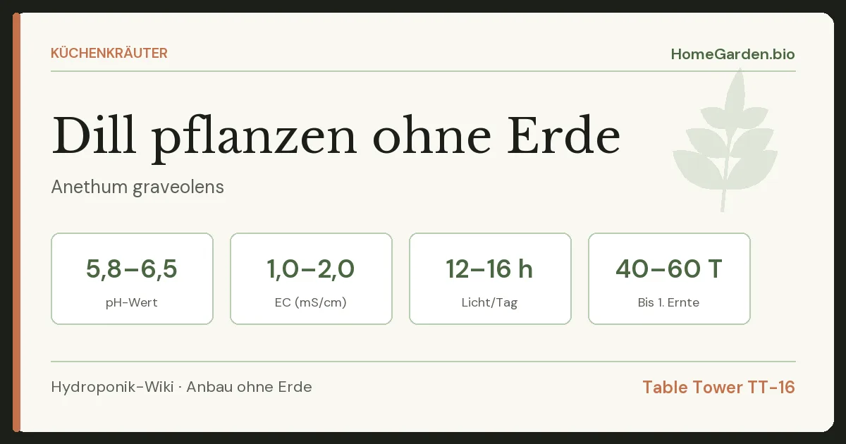 Dill pflanzen ohne Erde