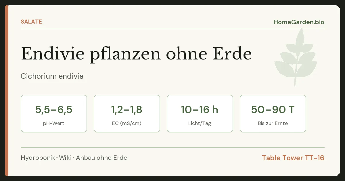 Endivie pflanzen ohne Erde