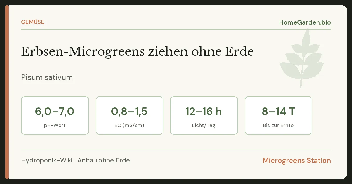 Erbsen-Microgreens ziehen ohne Erde