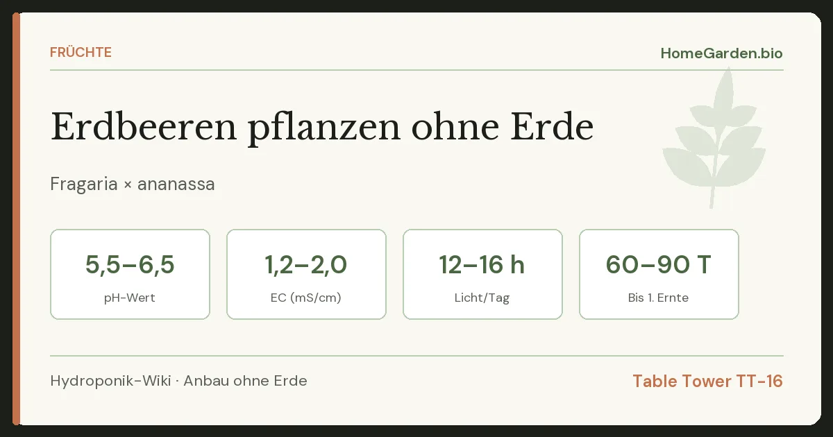 Erdbeeren pflanzen ohne Erde