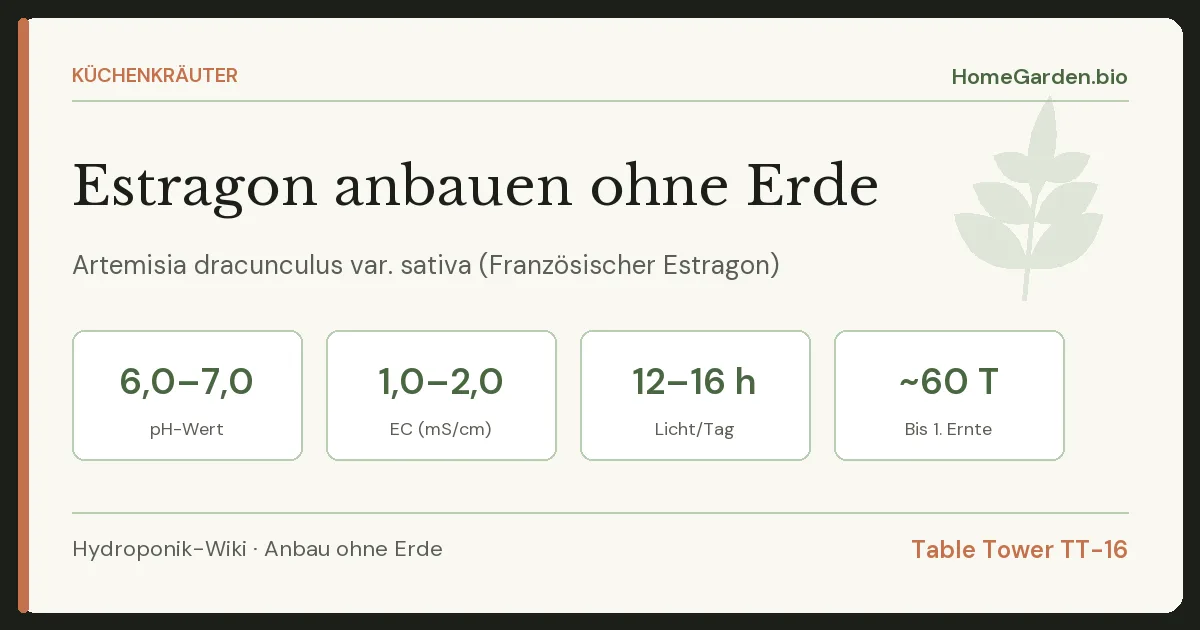 Estragon anbauen ohne Erde