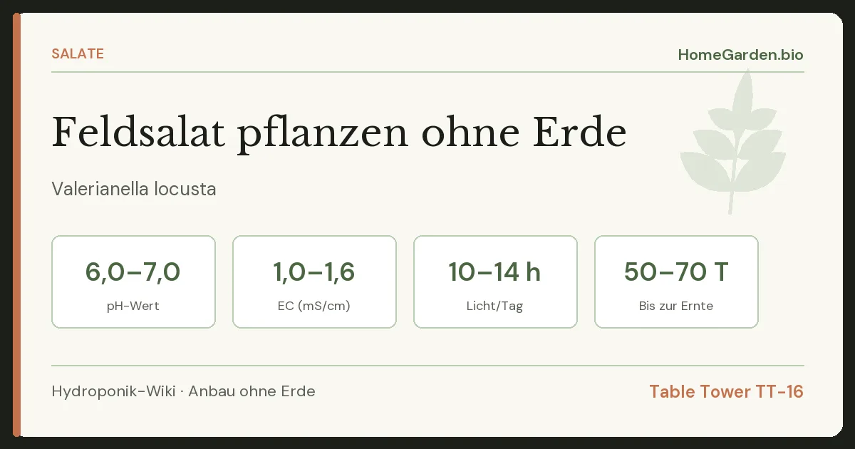 Feldsalat pflanzen ohne Erde