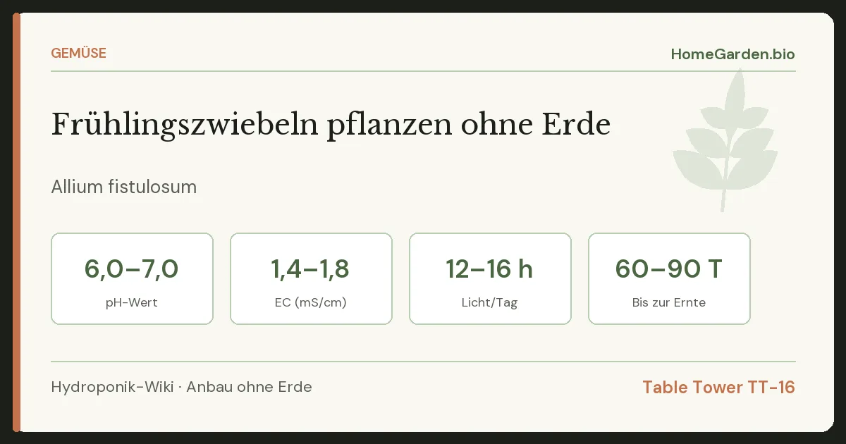 Frühlingszwiebeln pflanzen ohne Erde
