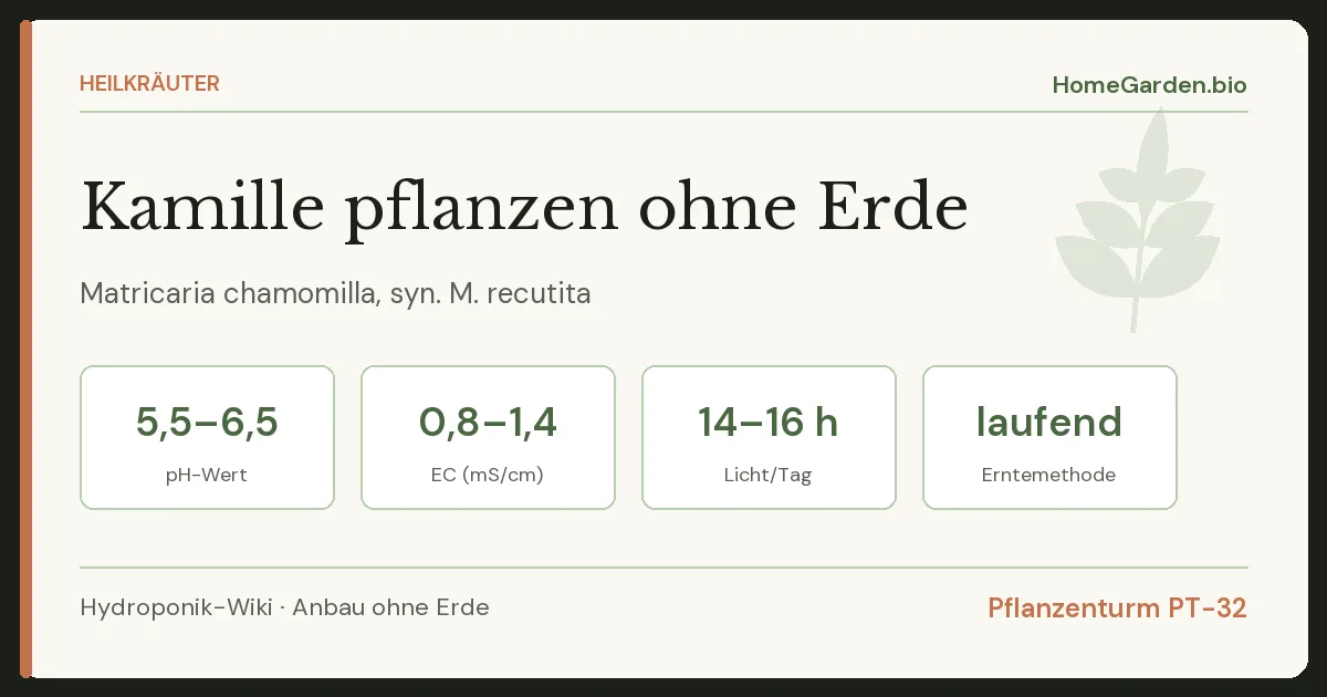 Kamille pflanzen ohne Erde