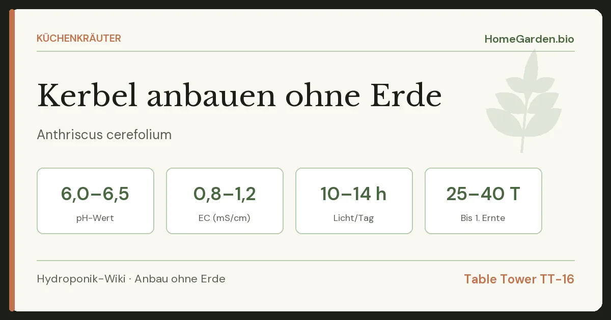 Kerbel anbauen ohne Erde