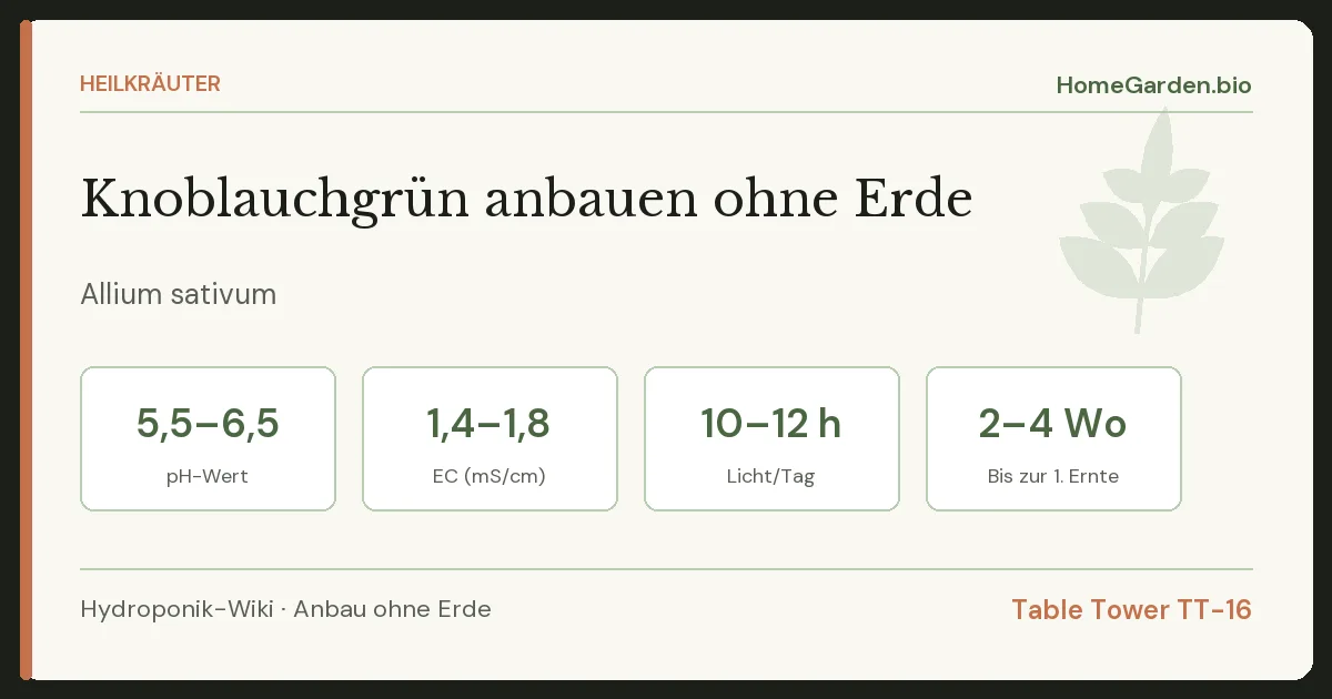 Knoblauchgrün anbauen ohne Erde