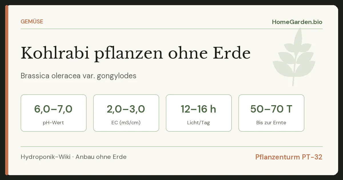 Kohlrabi pflanzen ohne Erde
