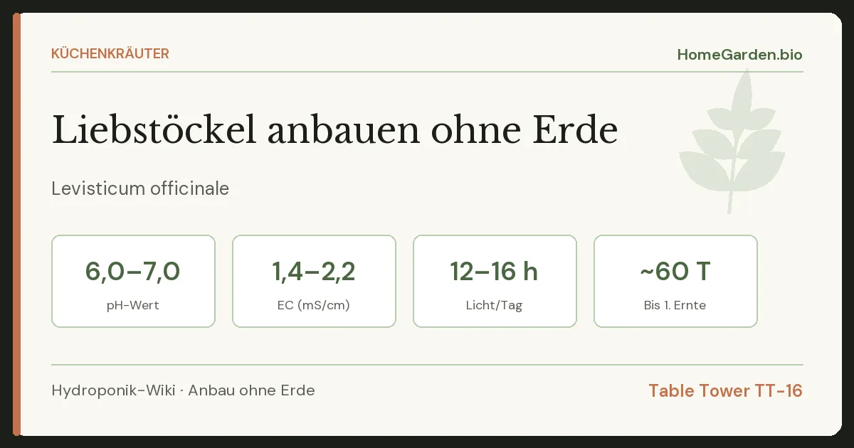 Liebstöckel anbauen ohne Erde