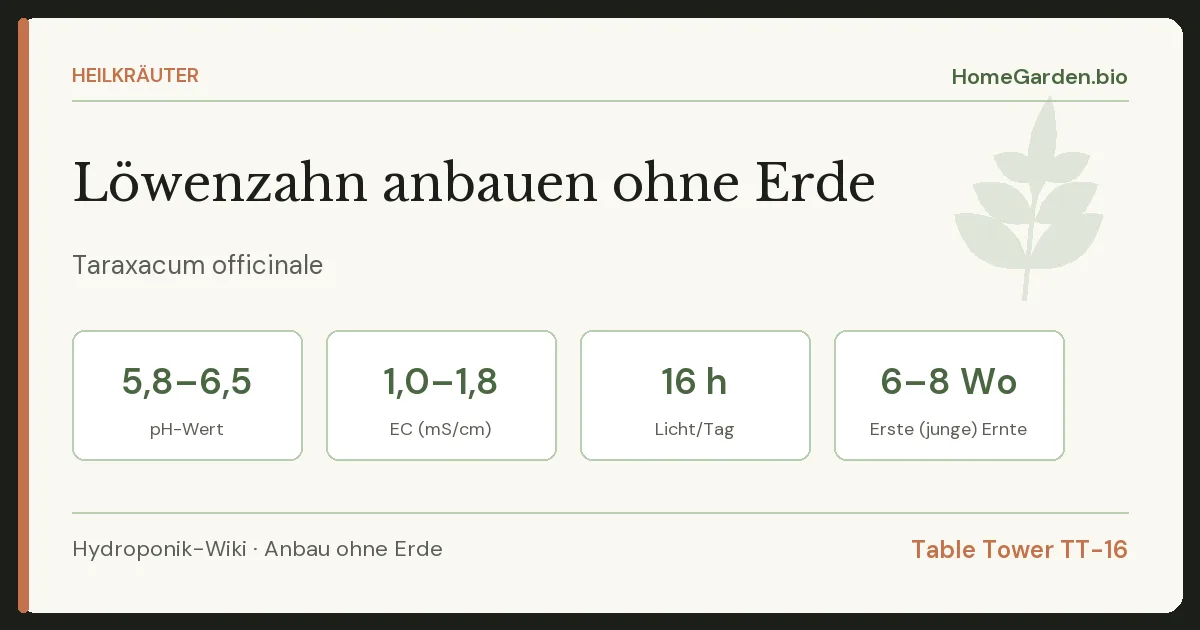 Löwenzahn anbauen ohne Erde