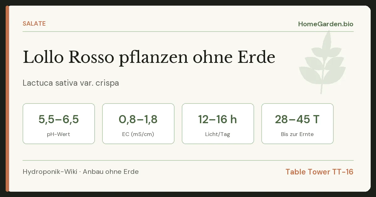 Lollo Rosso pflanzen ohne Erde