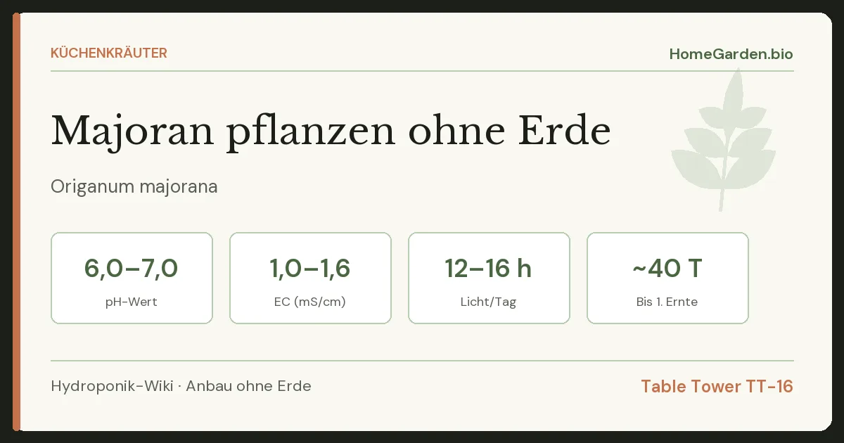 Majoran pflanzen ohne Erde