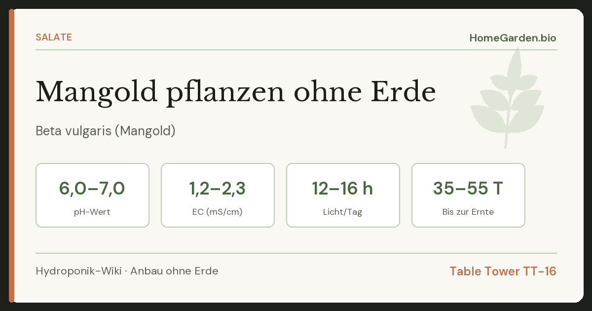 Mangold pflanzen ohne Erde