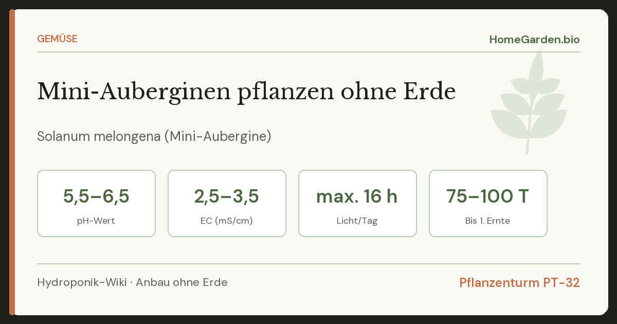 Mini-Auberginen pflanzen ohne Erde
