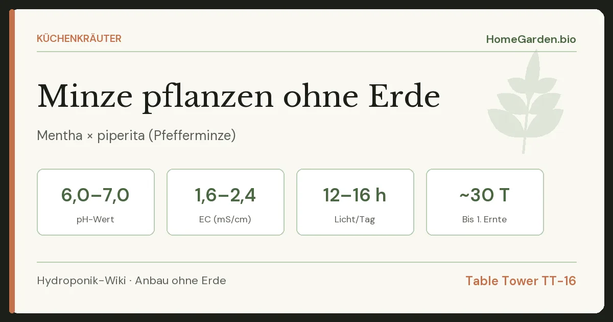 Minze pflanzen ohne Erde