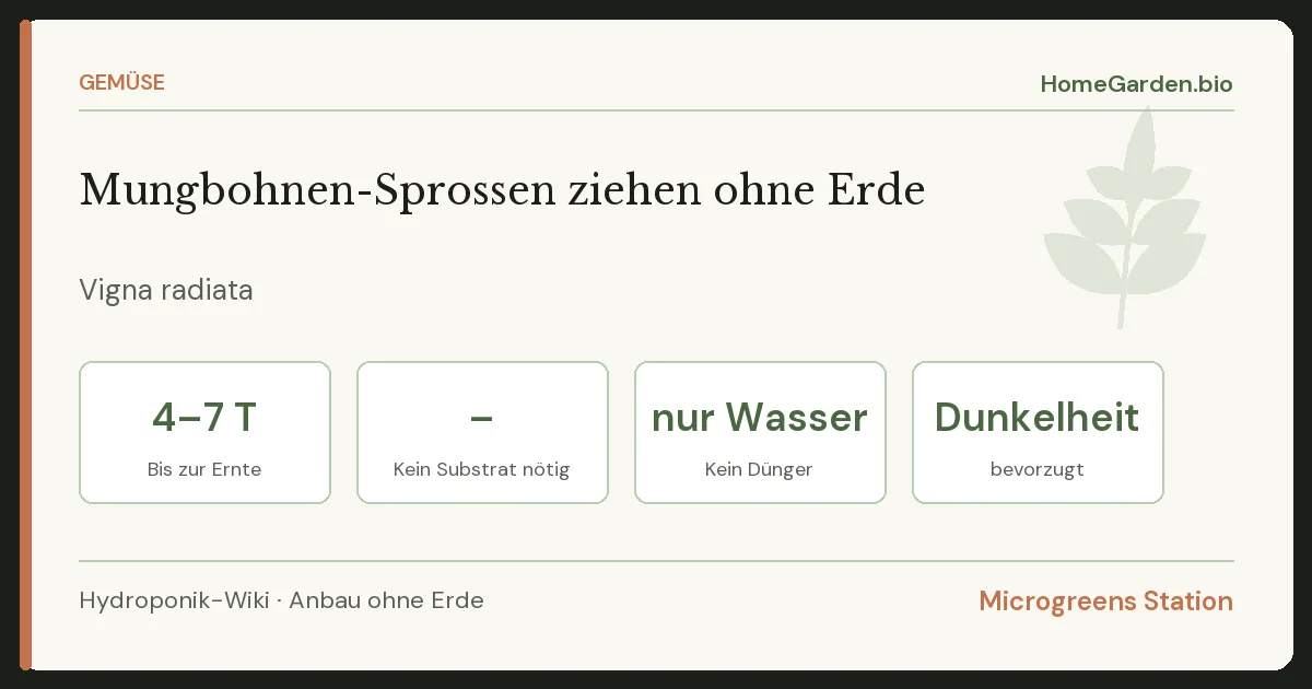 Mungbohnen-Sprossen ziehen ohne Erde
