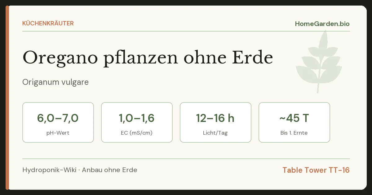 Oregano pflanzen ohne Erde
