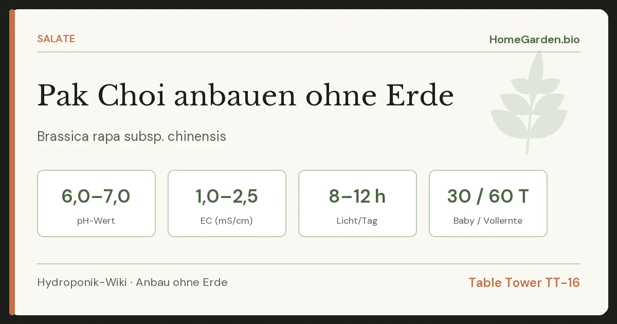 Pak Choi anbauen ohne Erde