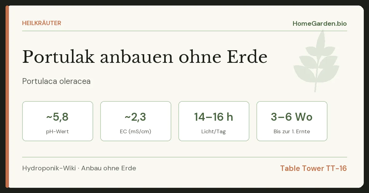 Portulak anbauen ohne Erde