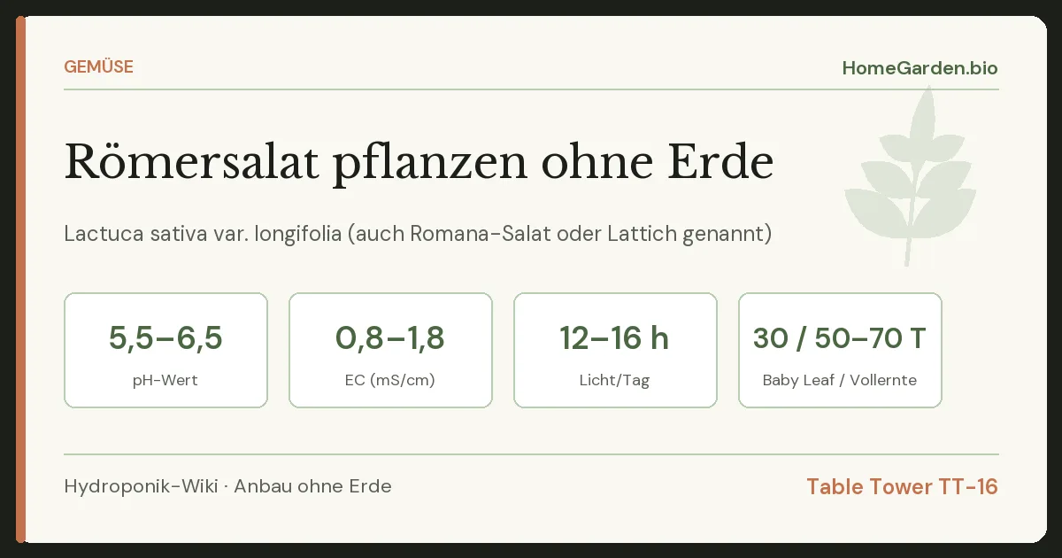 Römersalat pflanzen ohne Erde
