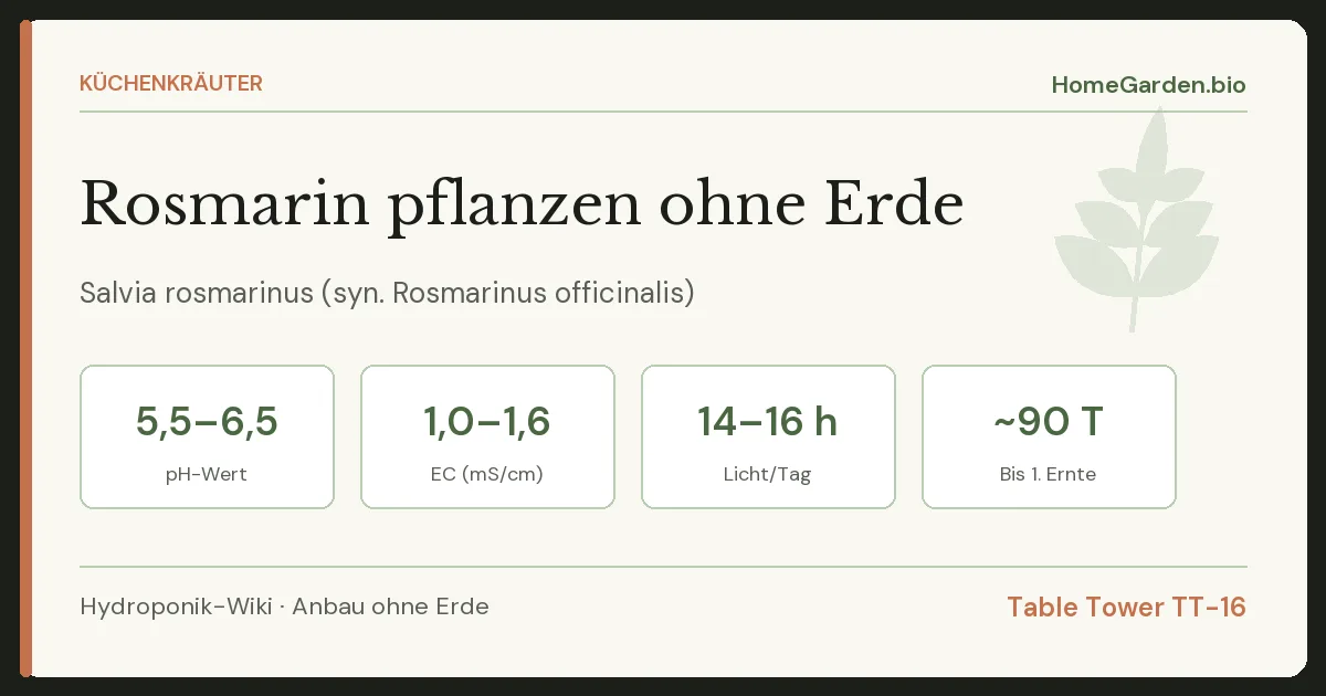 Rosmarin pflanzen ohne Erde