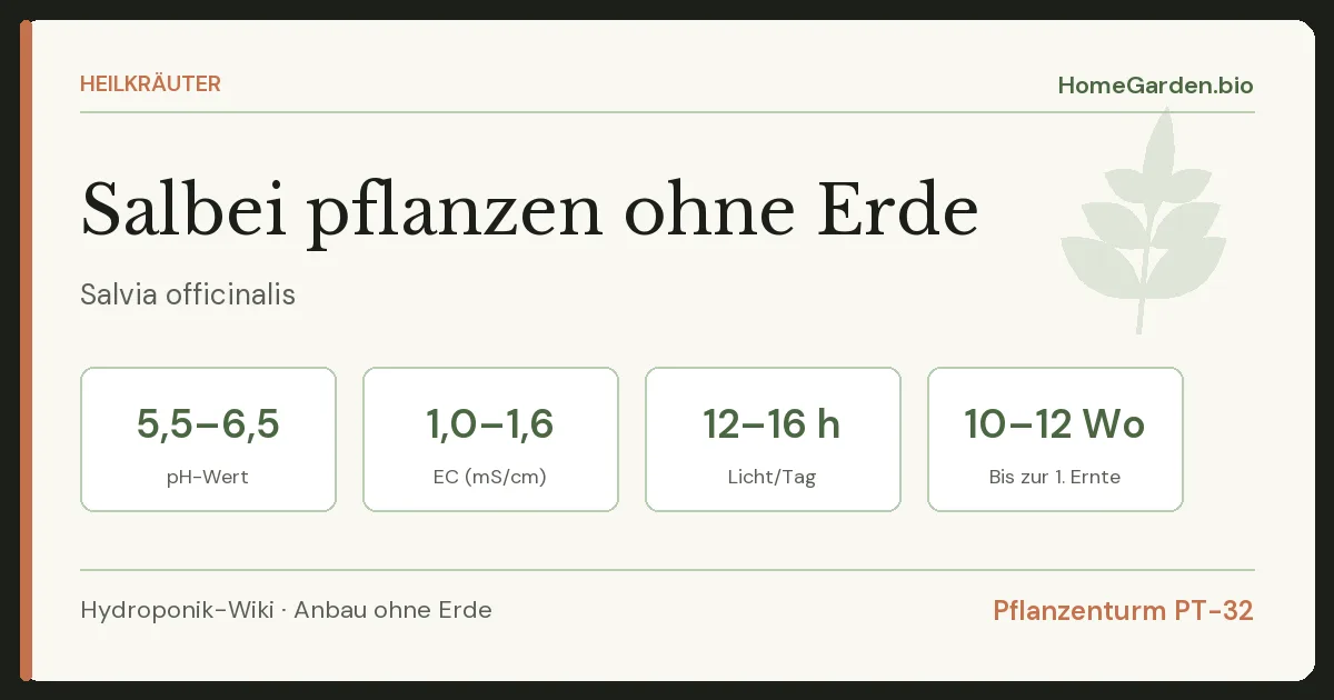 Salbei pflanzen ohne Erde
