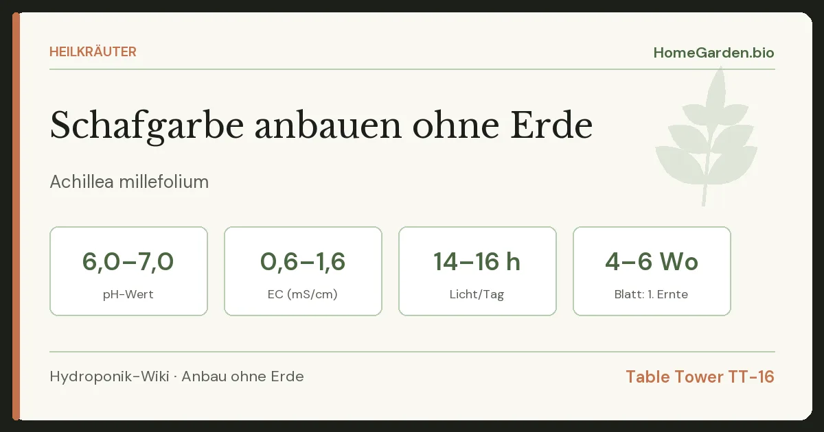 Schafgarbe anbauen ohne Erde