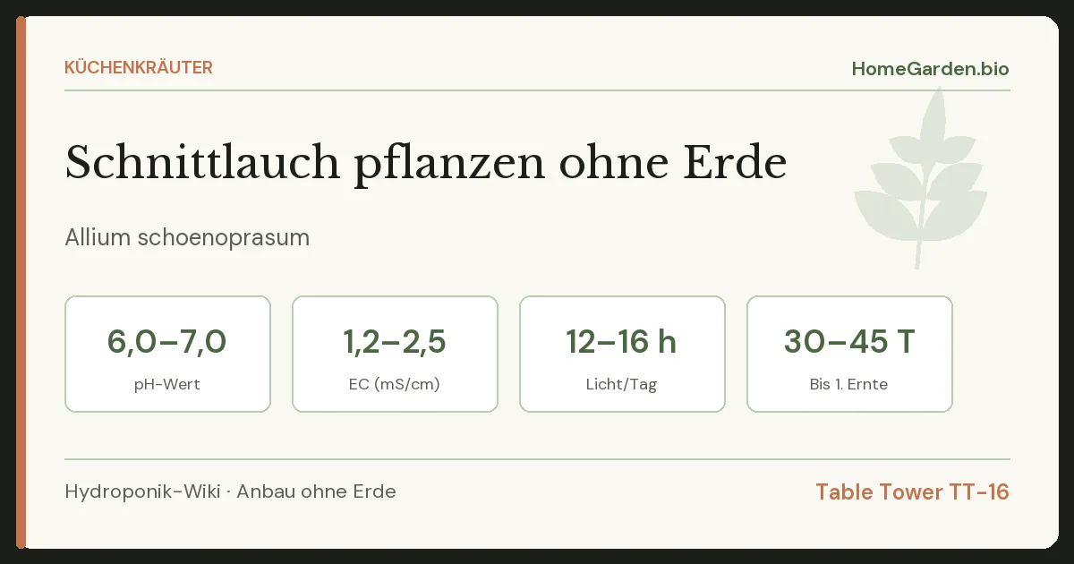 Schnittlauch pflanzen ohne Erde