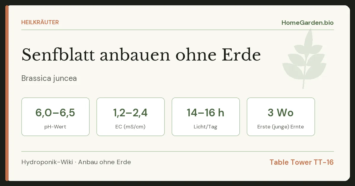Senfblatt anbauen ohne Erde