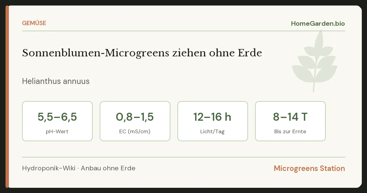 Sonnenblumen-Microgreens ziehen ohne Erde