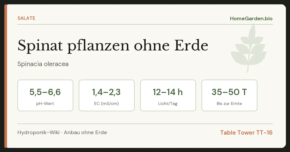 Spinat pflanzen ohne Erde