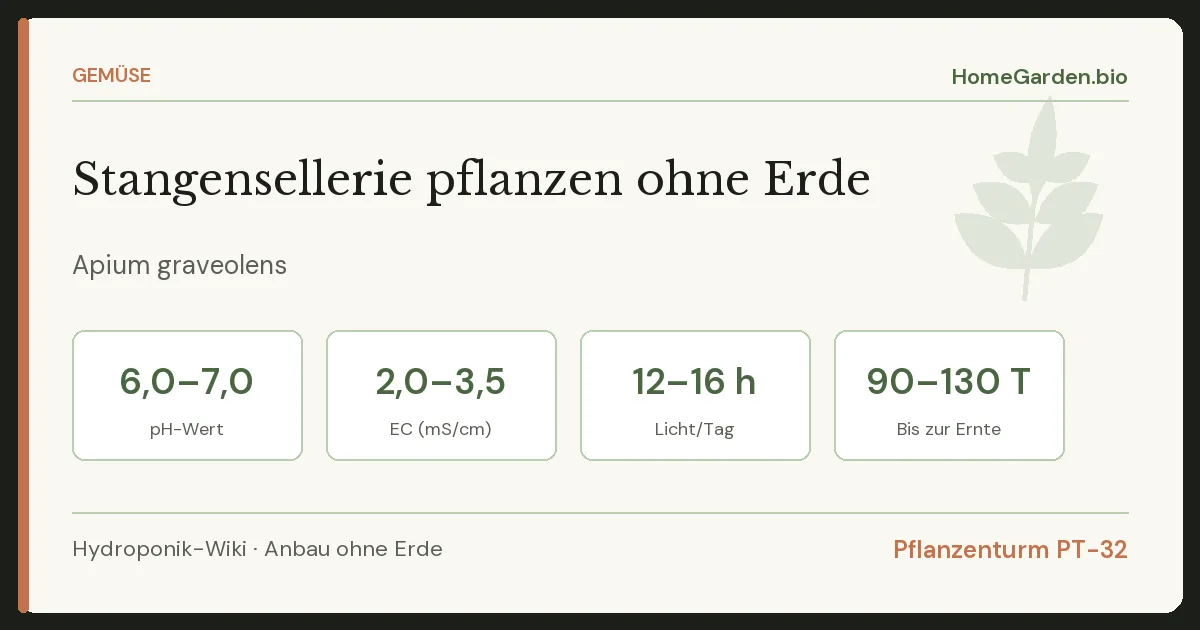 Stangensellerie pflanzen ohne Erde