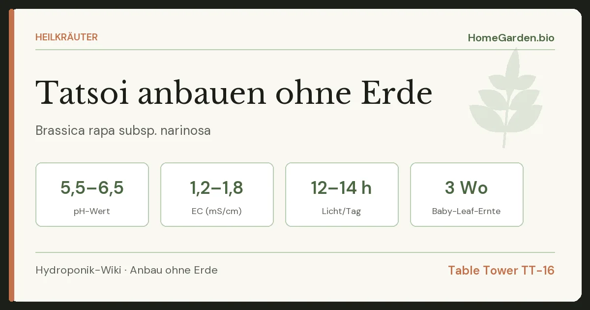 Tatsoi anbauen ohne Erde
