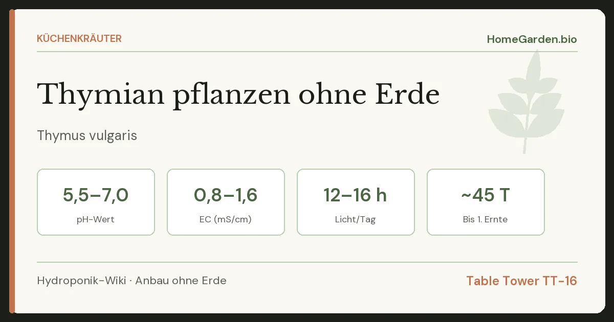 Thymian pflanzen ohne Erde