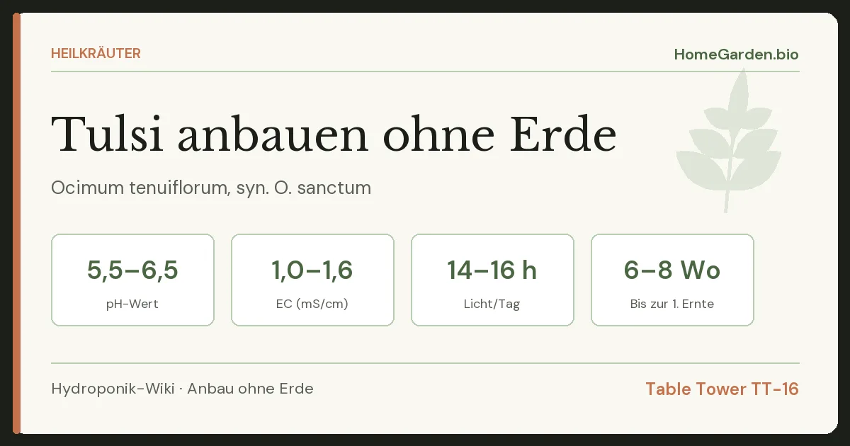 Tulsi anbauen ohne Erde