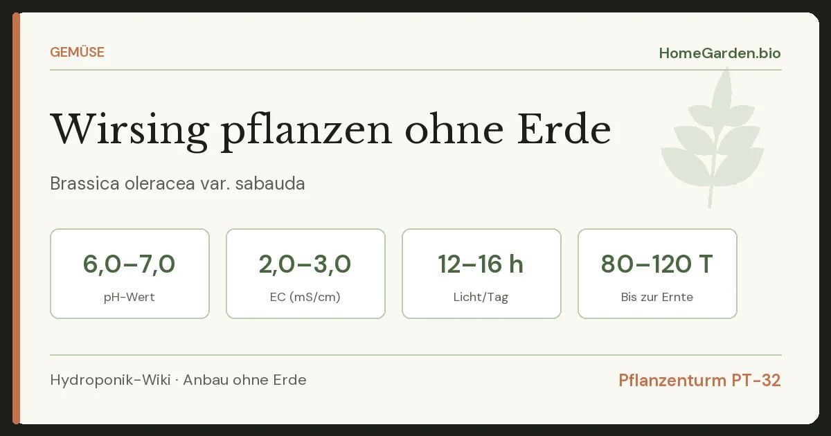 Wirsing pflanzen ohne Erde