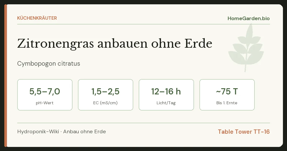 Zitronengras anbauen ohne Erde