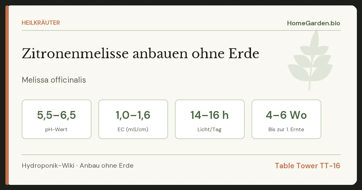 Zitronenmelisse anbauen ohne Erde