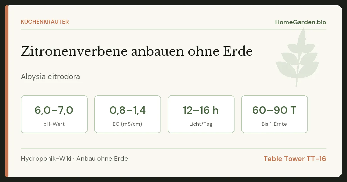 Zitronenverbene anbauen ohne Erde