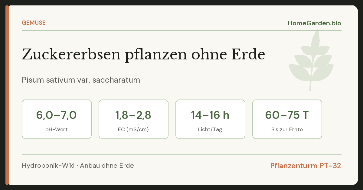 Zuckererbsen pflanzen ohne Erde