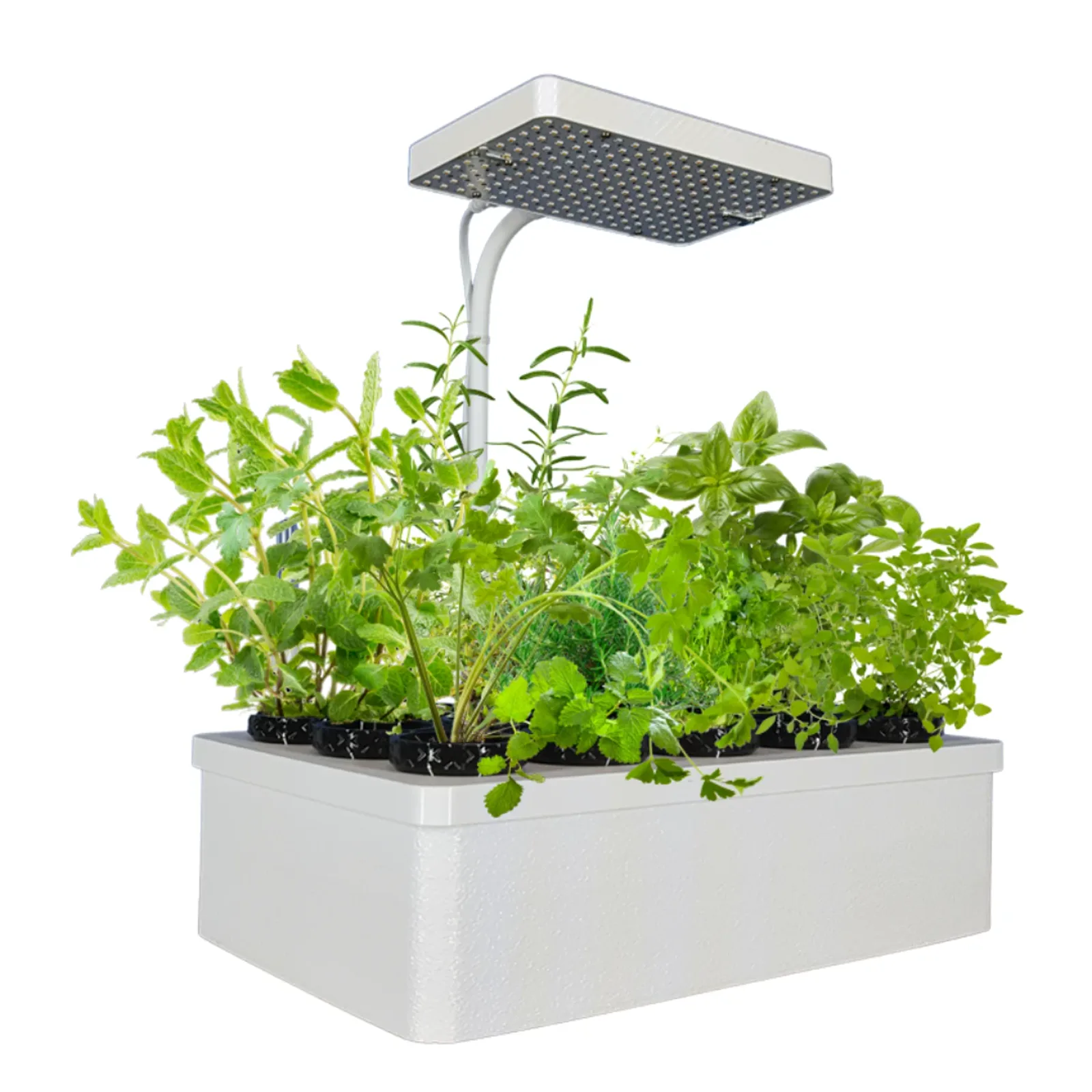 Die heutige Anzuchtstation: weiße Box mit Lampe und Kräutern in schwarzen Töpfen