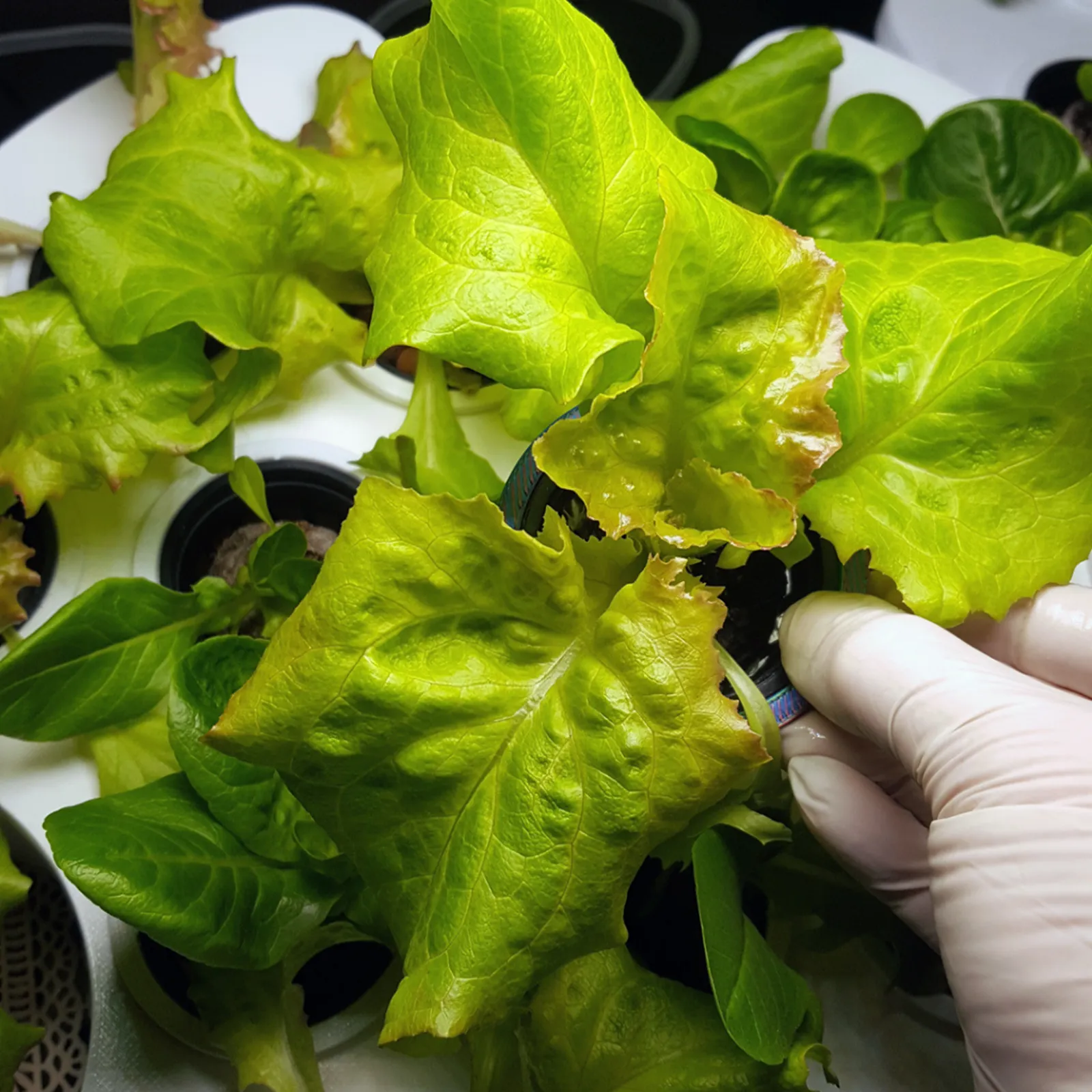 Salat mit leicht braunen Blatträndern