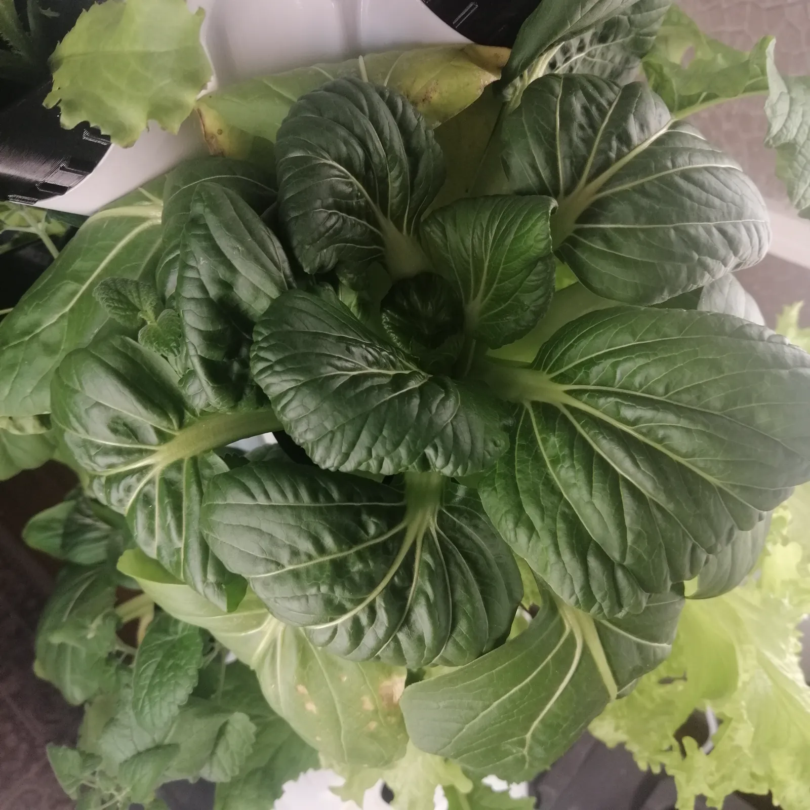 Dunkelgrüner Pak Choi von oben