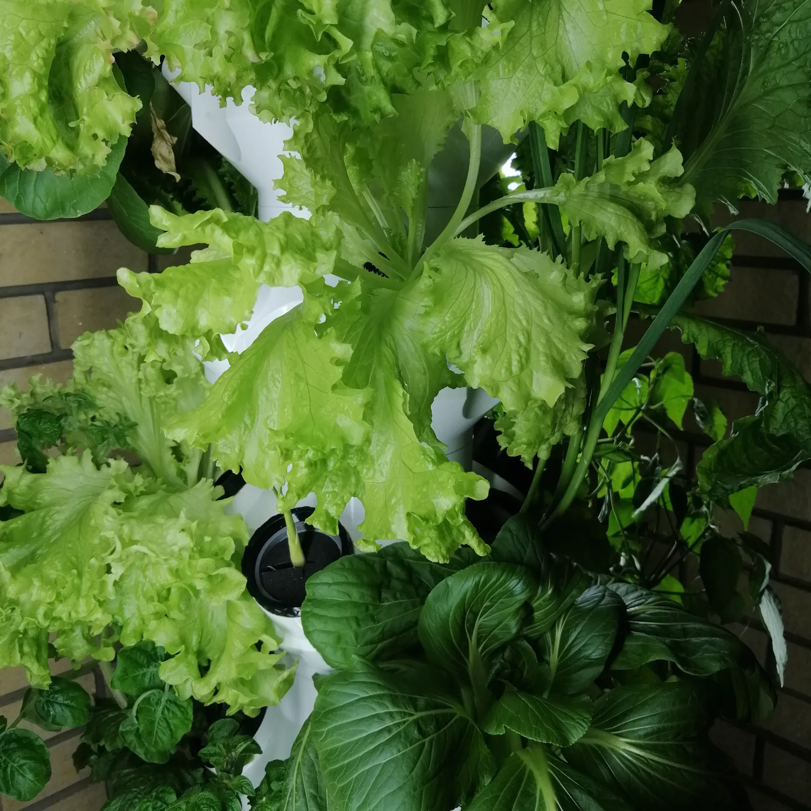 Weißer Turm, dicht bewachsen mit Kopfsalat und Pak Choi vor einer Ziegelwand
