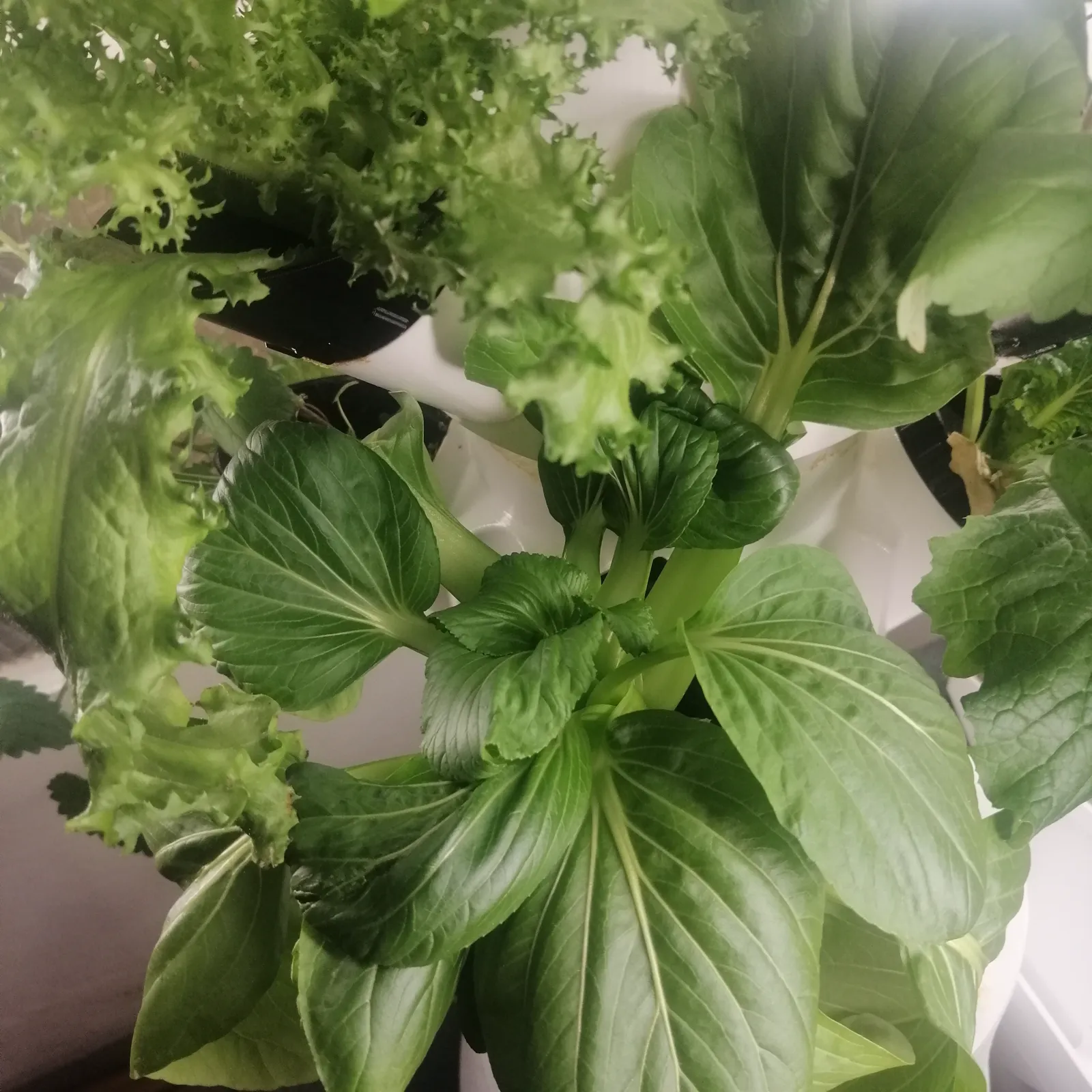 Pak Choi, Frisée und Senfblätter an einem weißen Turm
