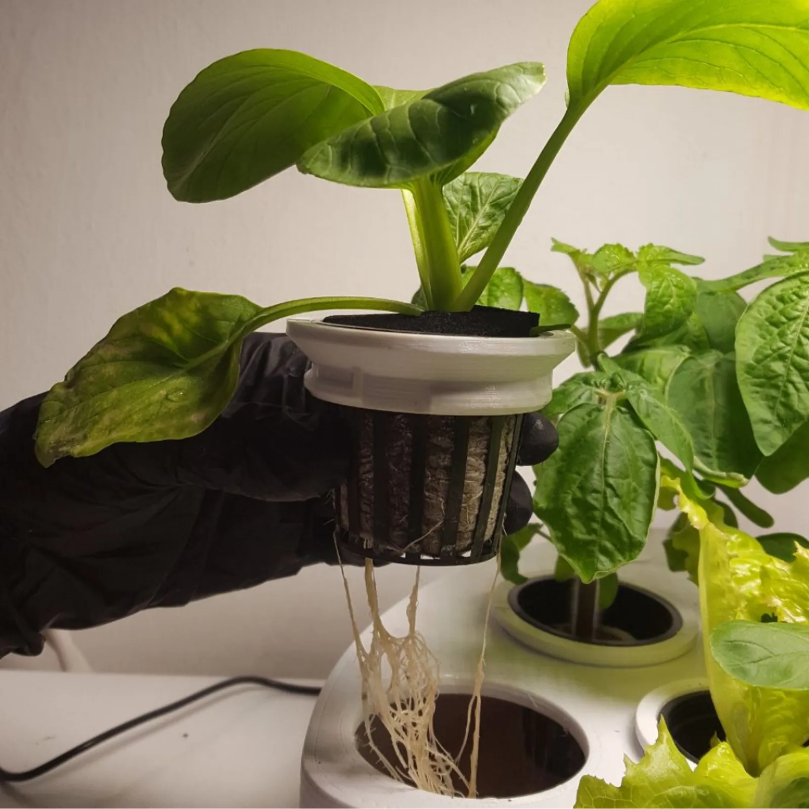 Hand im Handschuh hält einen Pflanzkorb mit Pak Choi und langen Wurzeln