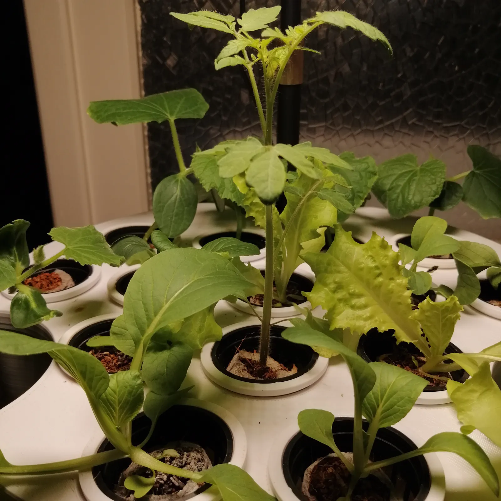 Tomate, Salat und Pak Choi in der Anzuchtbox, in schwarzen Töpfen auf einer weißen Platte